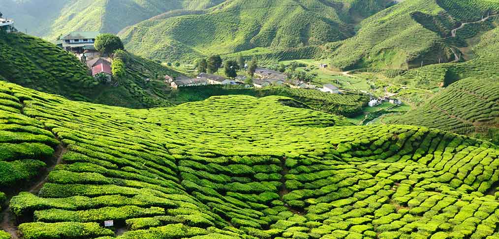 Cameron-Highlands,-paradis-du-thé